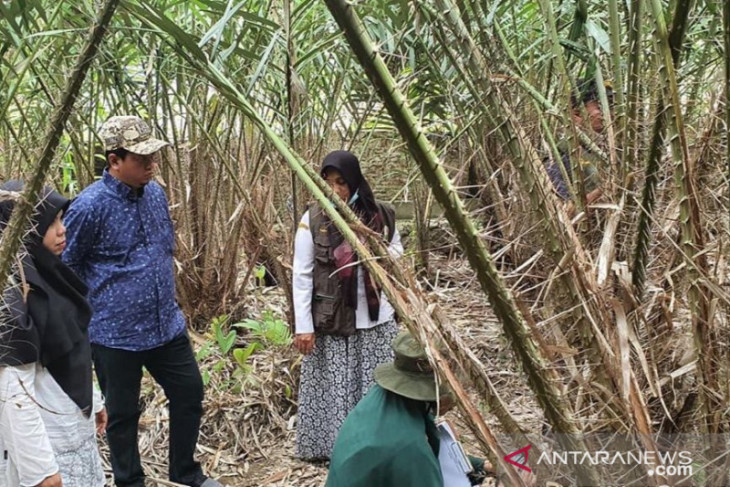 Salak pondoh Sabang berpotensi jadi ladang ekonomi baru bagi warga