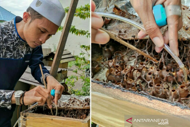 Warga HSU budidaya Madu Kelulut