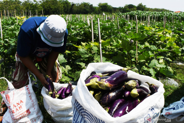 Petani Panen Terong Ungu di Madiun