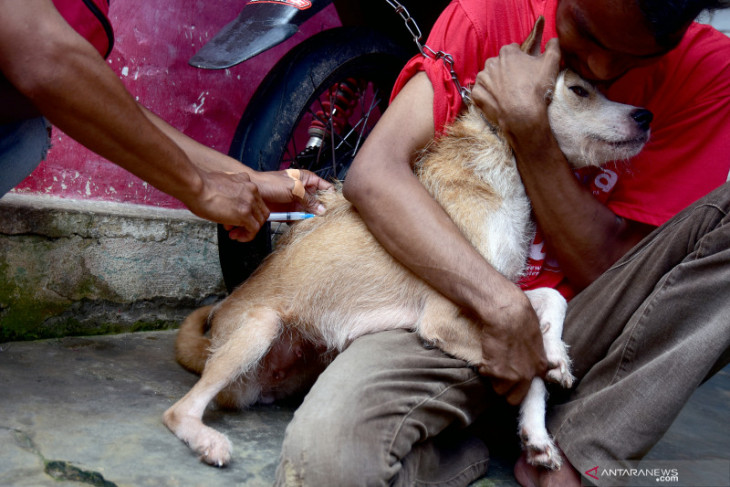 Puluhan hewan peliharaan di Ambon disuntik vaksin rabies intensifkan kesadaran warga