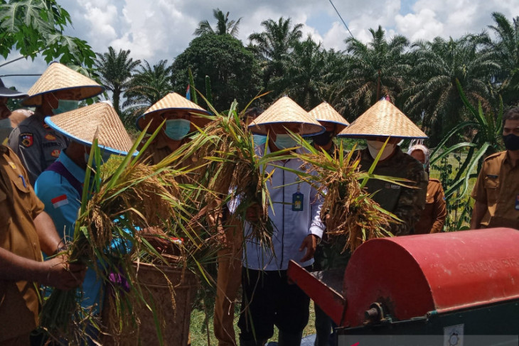 Sekolah Lapangan Iklim tingkatkan produksi padi Batanghari