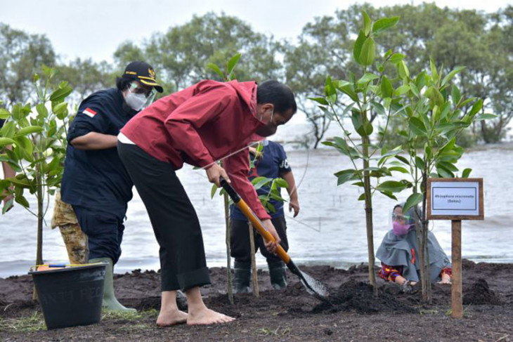 Presiden Jokowi menanam mangrove