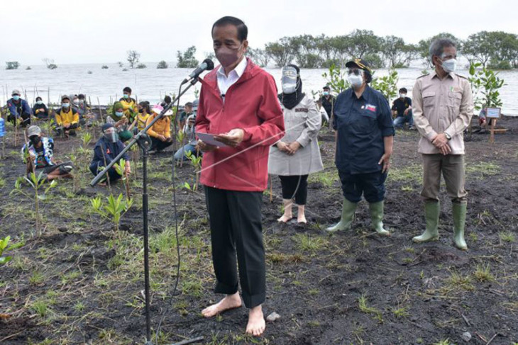 Presiden Jokowi menanam mangrove