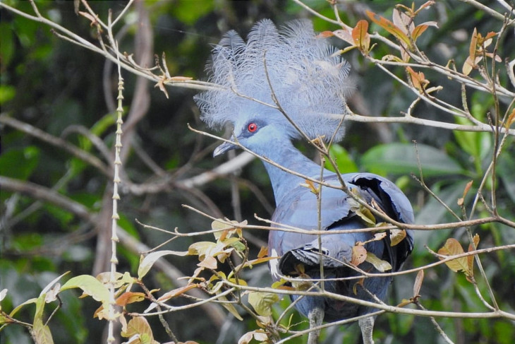 37 burung endemik Papua dilepas ke hutan