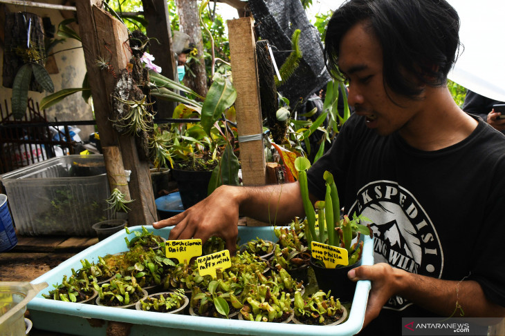 Budi Daya Kantong Semar di Madiun