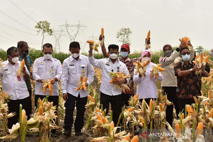 Panen Jagung Nusantara, bukti pasokan jagung melimpah