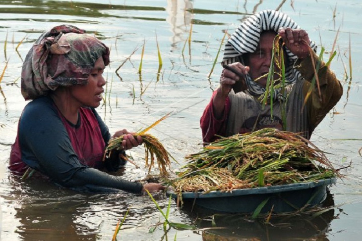 Sawah terendam banjir luapan Sungai Batanghari