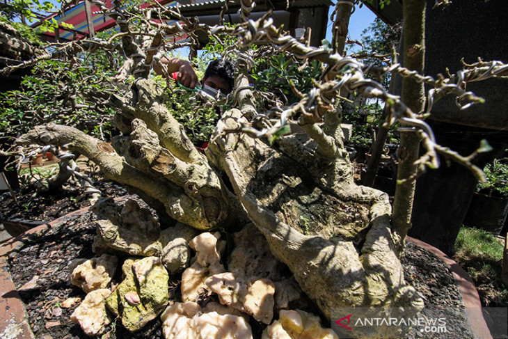 USAHA BONSAI BANGKIT DI TENGAH PANDEMI