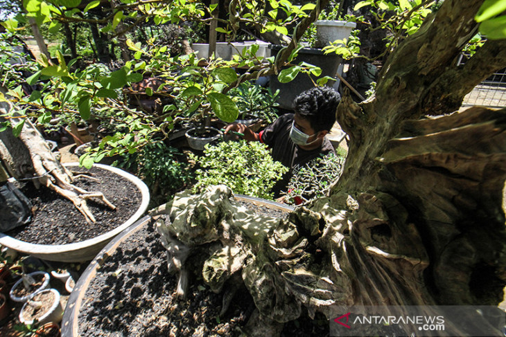 USAHA BONSAI BANGKIT DI TENGAH PANDEMI