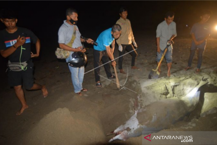Lumba-lumba mati terdampar di Pantai Pasir Jambak
