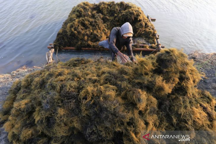 Kemenperin optimalkan pengolahan rumput laut 