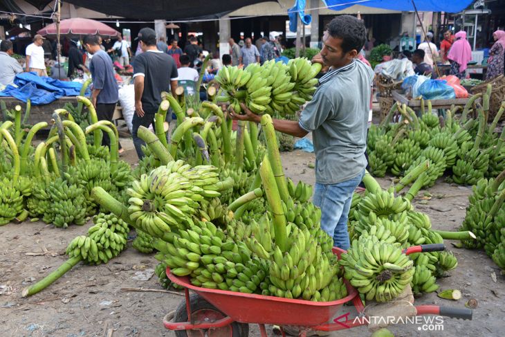 PEMASARAN BUAH PISANG HASIL PANEN MULAI MEMBAIK