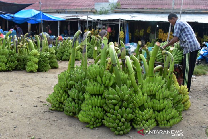 PEMASARAN BUAH PISANG HASIL PANEN MULAI MEMBAIK