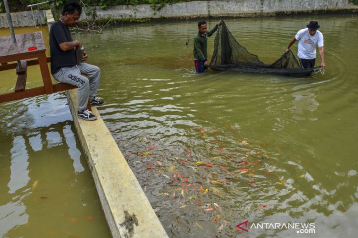 Penjualan ikan koi meningkat 