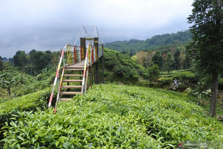 Wisata Kebun Teh Gunung Gambir