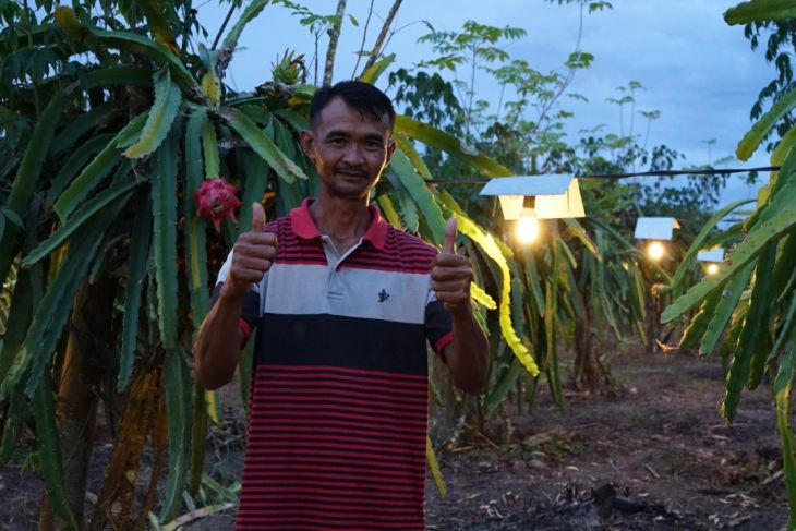 Petani buah naga beralih ke program electrifying agriculture PLN tingkatkan roduktivitas