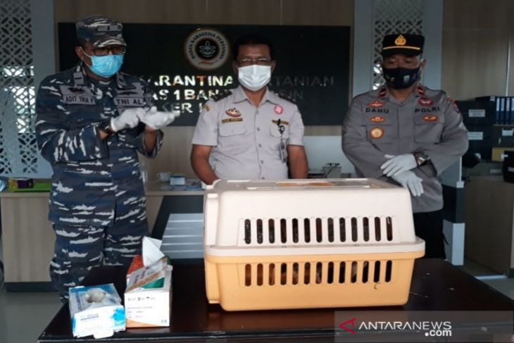 Karantina Pertanian Banjarmasin memusnahkan unggas ilegal