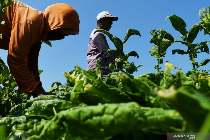 Petani Panen Tembakau di Madiun