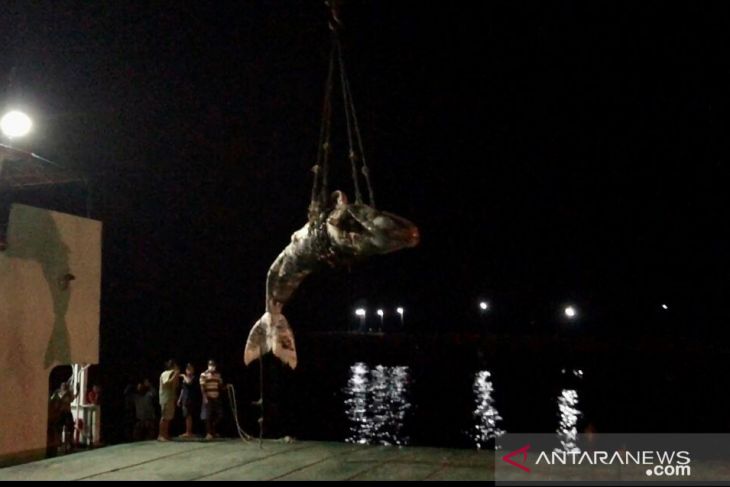 Seekor paus sperma terdampar dan mati penuh luka tusukan begini penjelasannya
