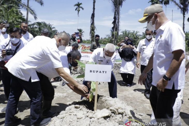 Bupati Asahan gelar gebyar tanam pisang barangan merah