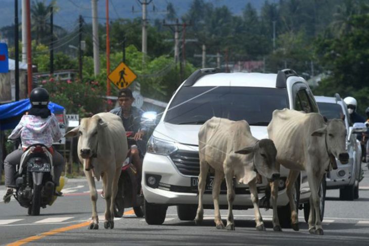 Ternak berkeliaran di jalan nasional