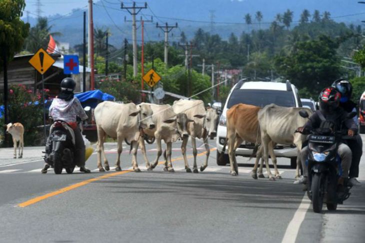 Ternak berkeliaran di jalan nasional