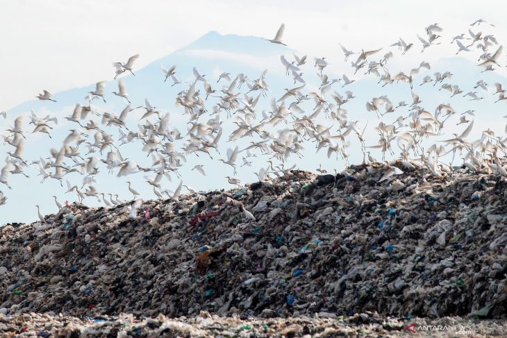 Burung Kuntul Mencari Makan di TPA