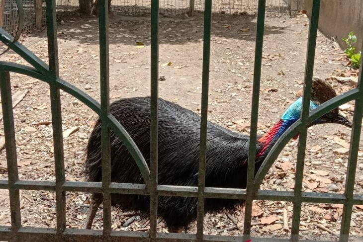 Pemkab Tulungagung siap buka kembali kebun binatang mini pendopo