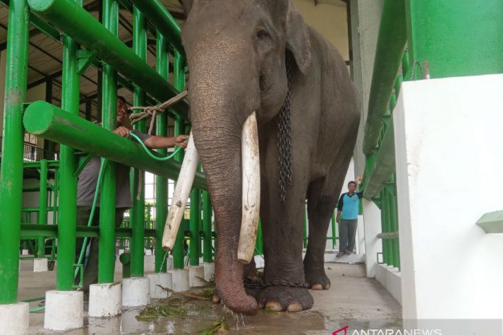 Gajah jinak di PLG Way Kambas mengalami masuk angin