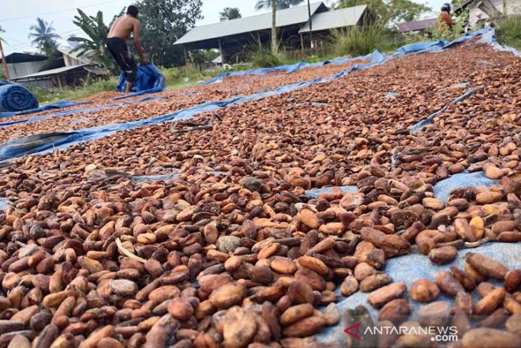 Petani menjemur biji kakao