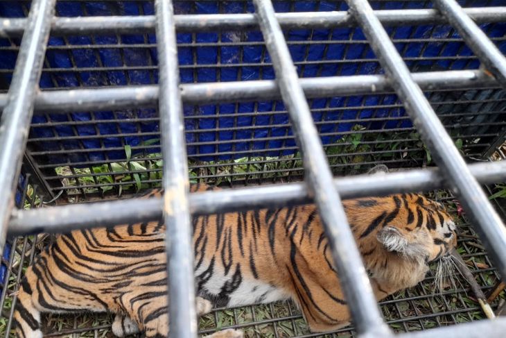 Harimau penerkam warga Merangin tertangkap dan dibawa ke penampungan BKSDA Jambi