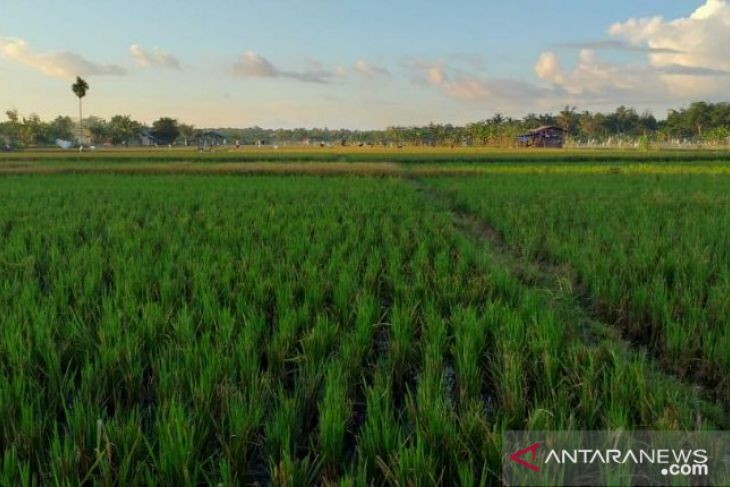 Luas tanam padi di Kabupaten Belitung capai 117 hektare