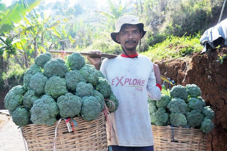 FAO soroti pentingnya pertanian pangan berkelanjutan