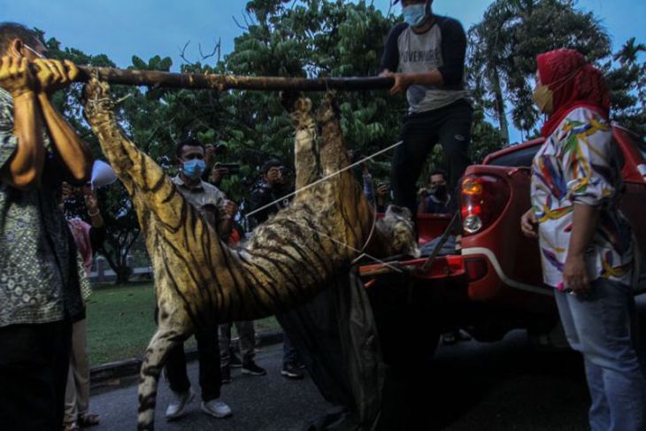 Harimau Sumatera mati terjerat di Riau