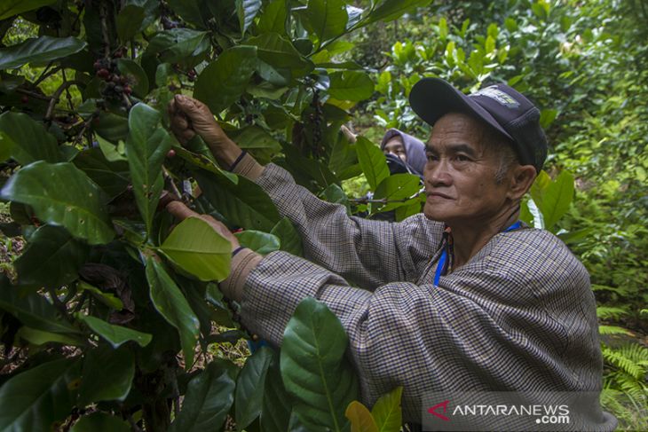 Edukasi Tentang Kopi