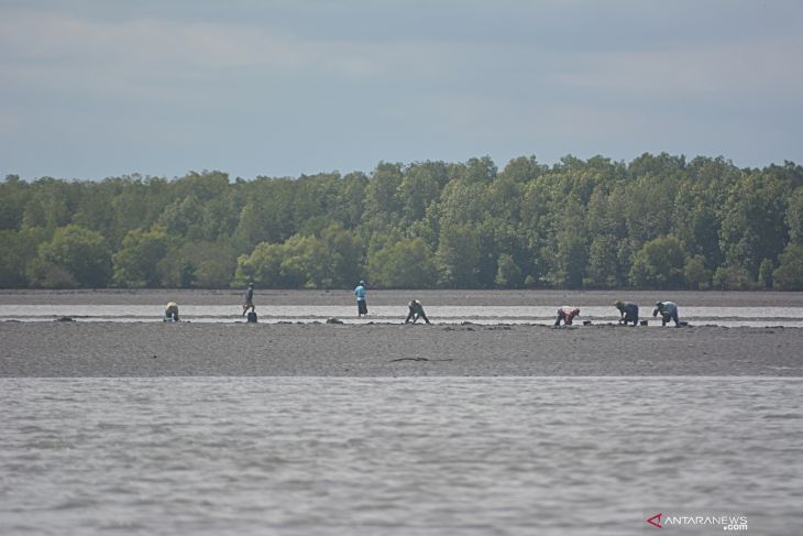 Mencari Kerang di  Sungai Segara Anakan