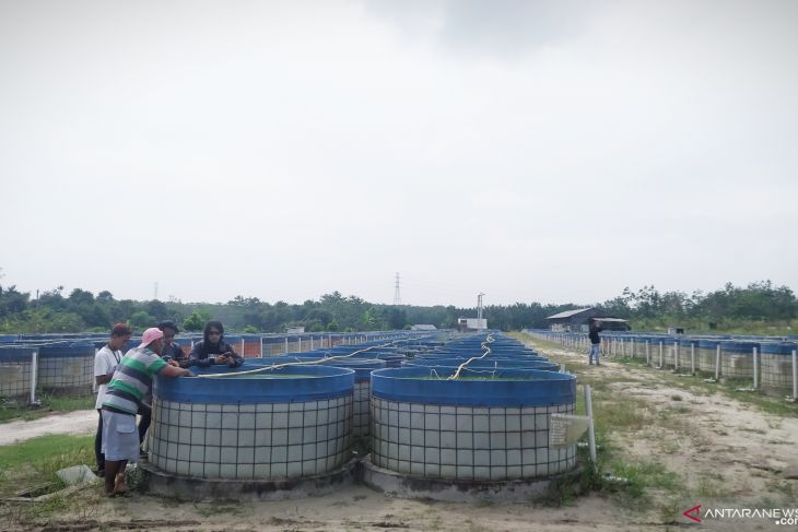 Ribuan kolam lele di Murojambi terbengkalai, pengelolanya PT DHD dilaporkan ke Polda Jambi