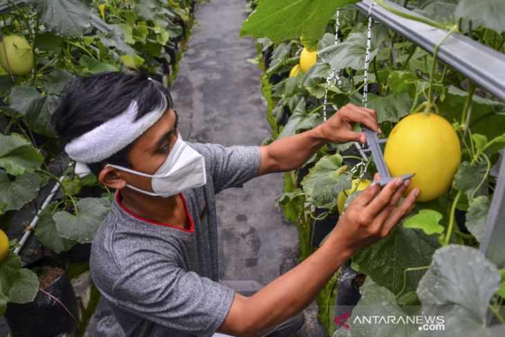 Petani milenial budidayakan melon dengan sistem Green House 