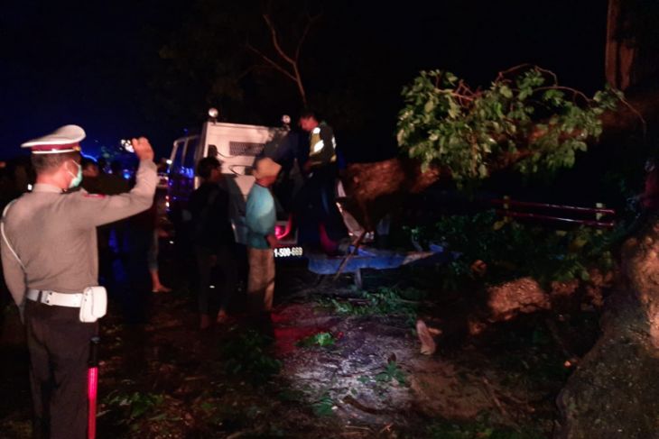 Pohon tumbang di jalur pantura Situbondo timpa mobil
