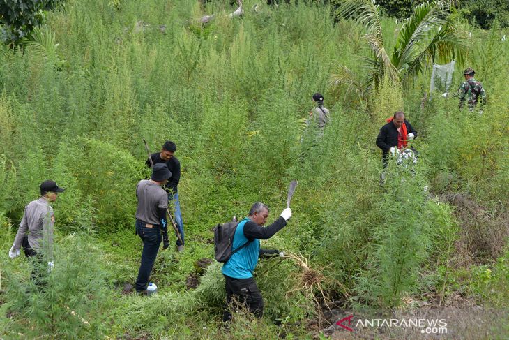 MUSNAHKAN TANAMAN GANJA DI GUNUNG SEULAWAH ACEH BESAR