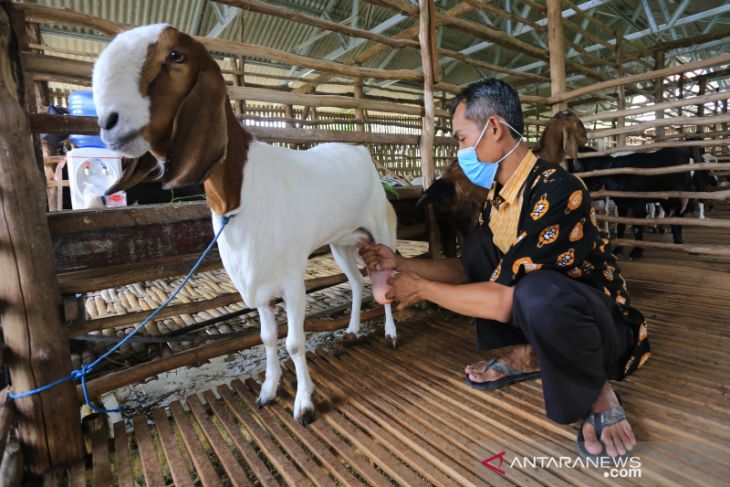 Produksi susu kambing etawa 