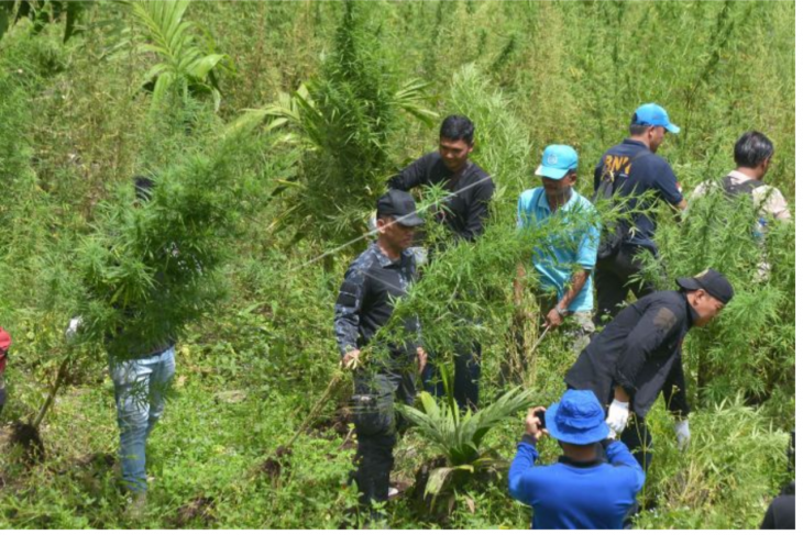 Pemusnahan tanaman ganja