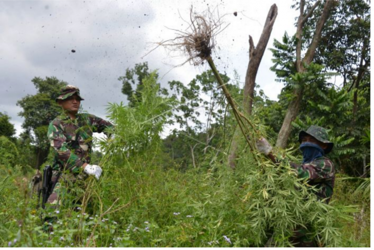 Pemusnahan tanaman ganja