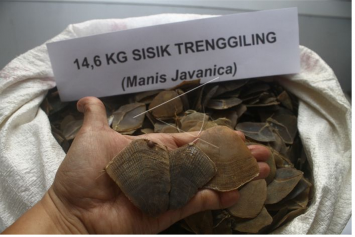 Penyitaan 14,6 kilogram sisik trenggiling