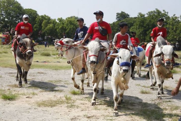 Kirab sapi tunggang