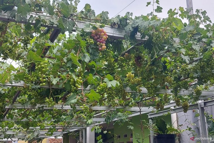 Pemkot Jaktim dorong warga giatkan pertanian kota