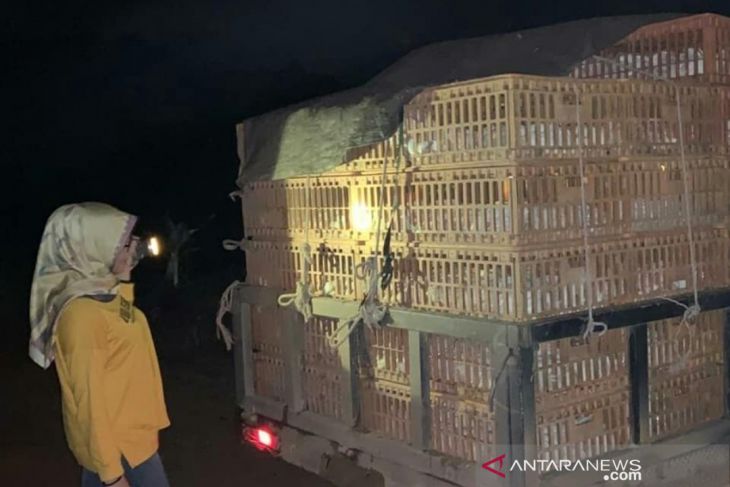 Dirjen Peternakan Kesehatan Hewan meninjau langsung penanganan kematian babi