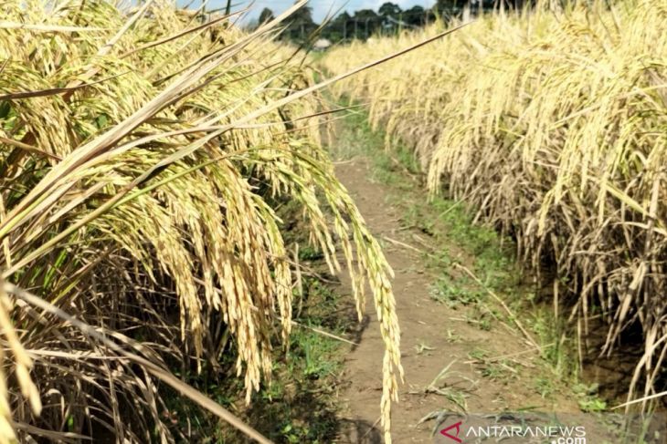 Hasil penangkaran benih padi di Kabupaten Batanghari penuhi kebutuhan daerah