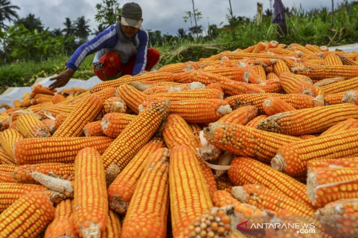 Kebutuhan jagung untuk pakan ternak 