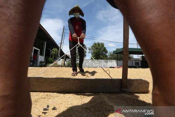 Harga gabah tinggi di Aceh